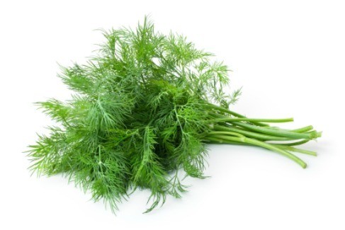 Freezing Fresh Dill | ThriftyFun