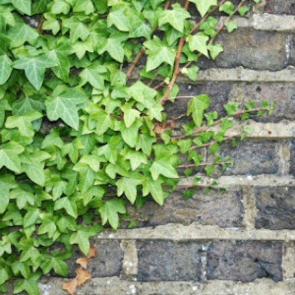 Things To Consider Before Growing Climbing Ivy | ThriftyFun