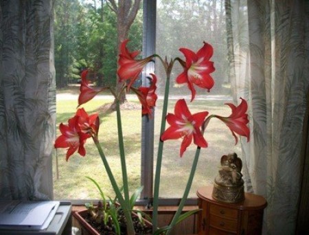 Deep pink-red amaryllis bulbs in a window.