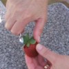 hulling strawberry