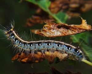 caterpillar pin lookup