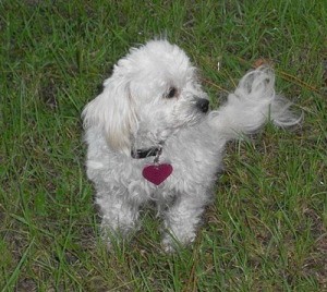 small white dog on lawn