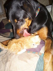 Rottie and kitten.