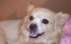 Closeup of tan and cream dog.