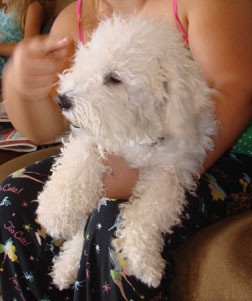 fluffy white dog