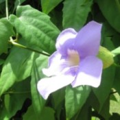 Closeup of pinkish flower on vine.