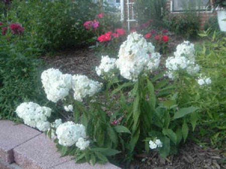 Phlox plant with white blooms in garden