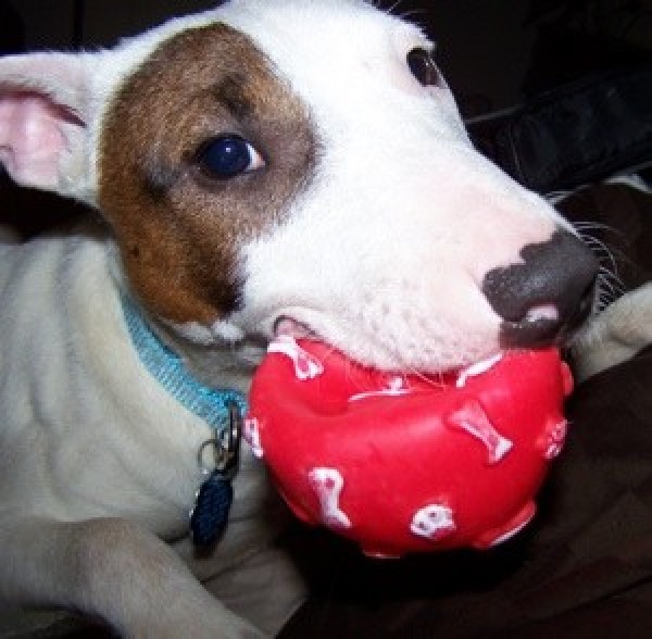 Dog chewing a toy.