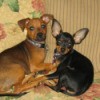 Two Minpin Chihuahua cross dogs.