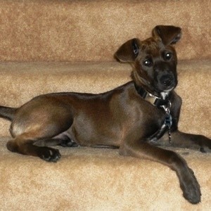 Dark brown dog on carpeted stairs.