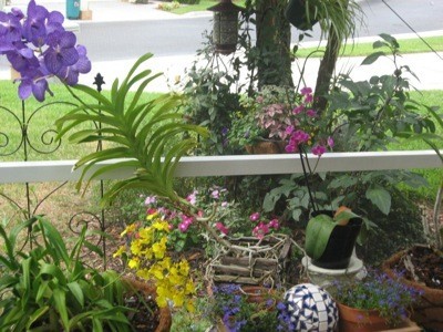 A collection of plants on a patio or deck.