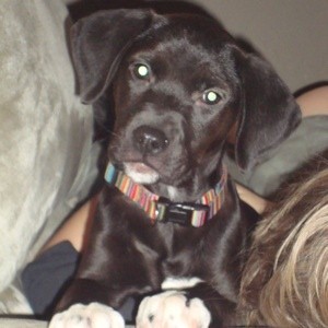 Black puppy with Lab like ears and white feet.