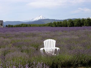 mountain and lavender