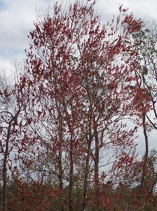 Flowering Florida Maple