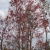 Flowering Florida Maple