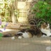 A beautiful calico longhair laying outside on a garden patio.