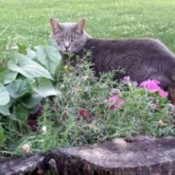 Gray tabby cat in garden.