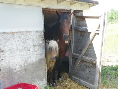 horses in shed