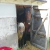 horses in shed