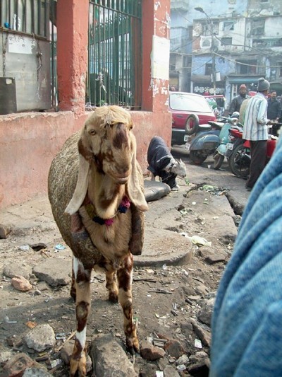 A goat on the streets of New Dehli, India