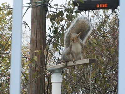 Squirrels On Birdfeeders