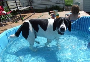 Black and white dog in kiddy pool.