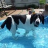 Black and white dog in kiddy pool.
