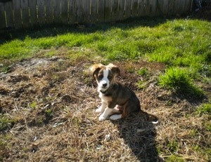 Puppy in yard.