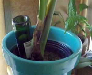 Upside down wine bottle in flower pot.