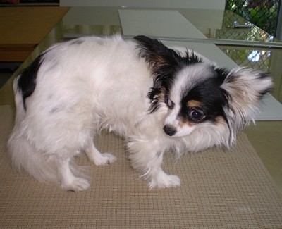 dog on mat