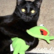 Merlin (Black Domestic Cat)