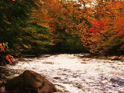 stream and fall trees