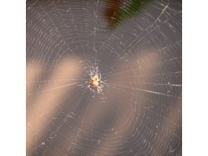 Spider and Web