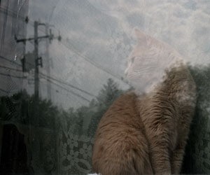 Cat seen through a window.