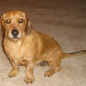 Brown Dachshund mix sitting on the carpet.