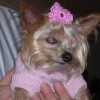 A yorkie wearing a pink sweater and bow.