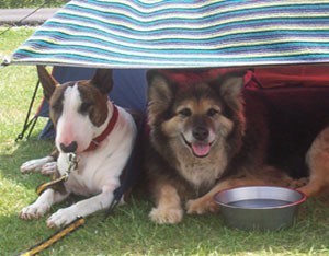 Two dogs under a cover with water bowl.