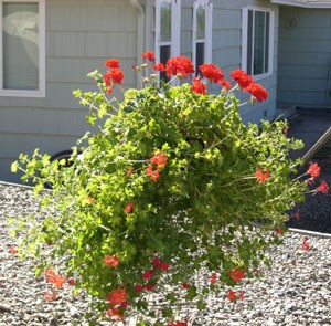 large geranium plant