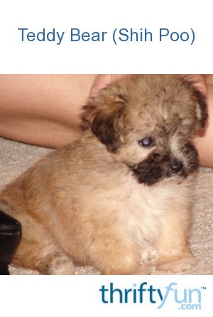 shih poo teddy bear