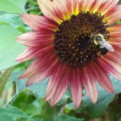 Beautiful yellow, purple, and white sunflower.