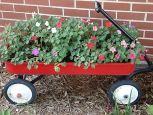 Impatiens in red wagon.