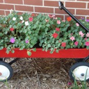 Impatiens in red wagon.