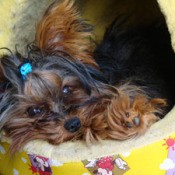 Meimei (Yorkshire Terrier)