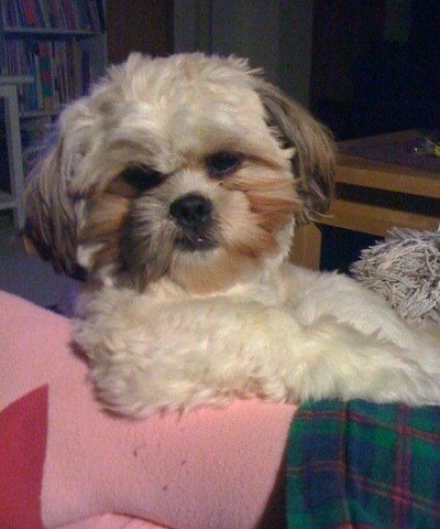 Olive (Shih Tzu) - close up of a light colored Shih Tzu