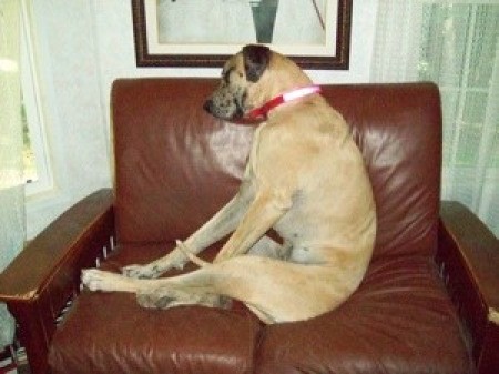 A large dog sitting on a large leather chair.