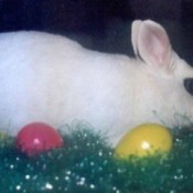 Festus (Dwarf Hotot Rabbit)