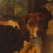Queenie (Beagle)
