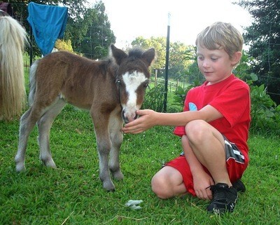 Boy and very young horse.