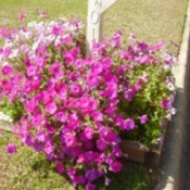 Petunias