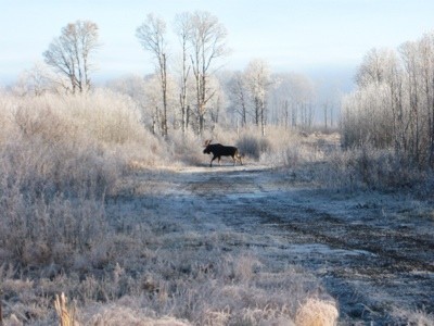 Moose crossing a dirt road.